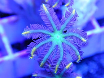 Clavularia, Briarium