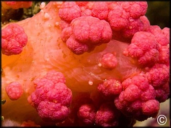 Scleronephthya, Dendronephtya