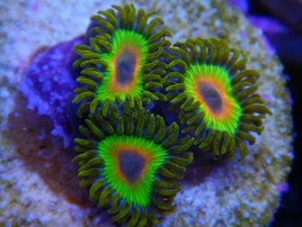 Zoa allevamento RAH