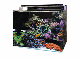 Blue marine Acquario