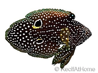 Kometfische