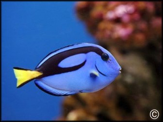 Top Poissons